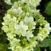 Viburnum macrocephalum - kalina čínská