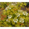 Viburnum opulus 'Aureum' - kalina obecná