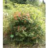 Viburnum opulus 'Nanum' - kalina obecná