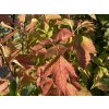 Viburnum opulus 'Pohjan Neito' - kalina obecná