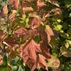 Viburnum opulus 'Pohjan Neito' - kalina obecná