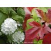 Viburnum opulus 'Roseum' - kalina obecná