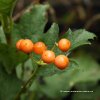 Viburnum opulus 'Xanthocarpum' - kalina obecná