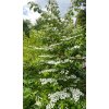 Viburnum plicatum 'Kilimandjaro' - kalina japonská