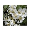 Viburnum plicatum 'Mariesii' - kalina japonská