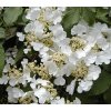 Viburnum plicatum 'Mariesii' kmínek - kalina japonská