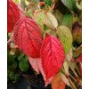 Viburnum plicatum 'Shoshoni' - kalina japonská