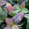Viburnum tinus 'Purpureum' - kalina modroplodá