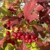 Viburnum trilobum 'Wentworth' - kalina klikvová
