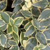 Vinca major Variegata1