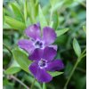 Vinca minor 'Atropurpurea' - barvínek menší