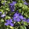 Vinca minor 'Ralph Shugert' - barvínek menší