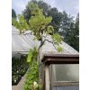 Vitis vinifera 'Alphonse Lavallée' - kmínek modré - réva vinná