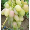 Vitis vinifera 'Blagovest' - réva vinná
