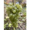 Vitis vinifera 'Diamant' - réva vinná