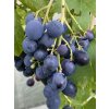 Vitis vinifera Dnetropetrovsky1