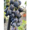 Vitis vinifera 'Dnětropetrovsky' červené - réva vinná