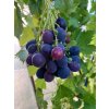 Vitis vinifera 'Dnětropetrovsky' červené - réva vinná