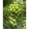Vitis vinifera 'Jabločny' - réva vinná