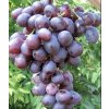 Vitis vinifera 'Nížina = Nisan' - réva vinná