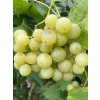 Vitis vinifera 'Pomeranč' - réva vinná