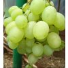 Vitis vinifera 'Talisman' - réva vinná