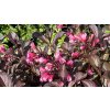 Weigela florida 'Alexandra' - vajgélie květnatá