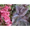 Weigela florida 'Alexandra' - vajgélie květnatá