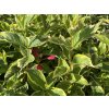 Weigela florida 'Brigella' ® - vajgélie květnatá