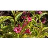 Weigela florida 'Brigella' ® - vajgélie květnatá