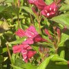 Weigela florida 'Bristol Ruby' - vajgélie květnatá