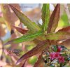 Weigela florida 'Bristol Ruby' - vajgélie květnatá