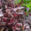 Weigela florida 'ELECTRIC LOVE 'ZR1' PBR - vajgélie
