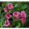 Weigela florida 'Eva Rathke' -  vajgélie květnatá