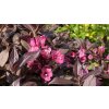 Weigela florida 'Minor Black' - vajgélie květnatá