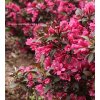 Weigela florida 'Minor Black' - vajgélie květnatá