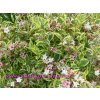Weigela florida 'Variegata' - vajgélie květnatá