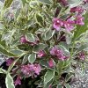 Weigela florida 'Verweig van Gogh' - vajgélie květnatá