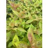 Weigela florida Wings of Fire