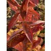Weigela florida 'Wings of Fire' ® - vajgélie