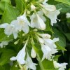 Weigela 'Snowflake' - vajgelie