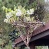 Wisteria brachybotrys 'Shiro-Kapitan-Fuji' - vistárie