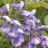 Wisteria brachybotrys 'Yokohama Fuji' - vistárie