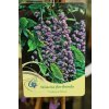 Wisteria floribunda 'Black Dragon'/ syn. 'Violacea Plena' - vistárie