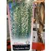 Wisteria floribunda 'Longissima Alba'/ syn. 'Shiro-noda' - vistárie