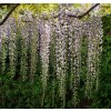 Wisteria floribunda 'Multijuga'/syn. 'Macrobotrys' - vistárie