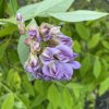 Wisteria frutescens 'LONGWOOD PURPLE' - vistárie