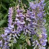 Wisteria macrostachya 'Blue Moon' - vistárie