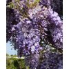Wisteria sinensis 'Ametyst'/ syn. 'Caroline' - vistárie čínská