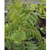 Xanthoceras sorbifolia - žlutoroh jeřábolistý